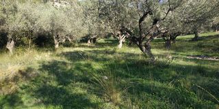 Αγροτεμάχια 3.540 τ.μ. πρός πώληση, Αχαΐα, Ρίο-thumb-3