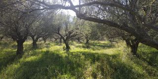 Αγροτεμάχια 3.540 τ.μ. πρός πώληση, Αχαΐα, Ρίο-thumb-1