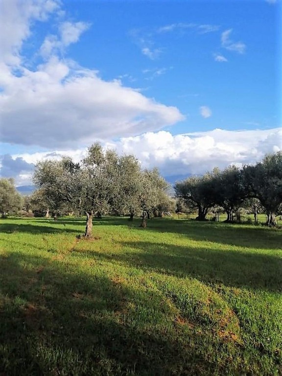 Οικόπεδο 2.400 τ.μ. προς πώληση, Αγριλιά Φαρών
