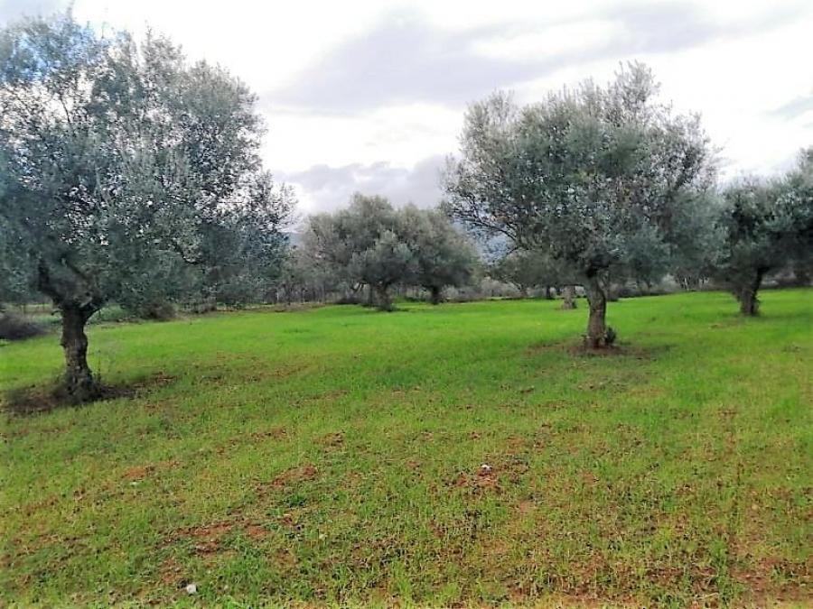 Οικόπεδο 2.400 τ.μ. προς πώληση, Αγριλιά Φαρών
