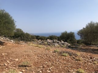 Αγροτεμάχια 2.734 τ.μ. για πώληση