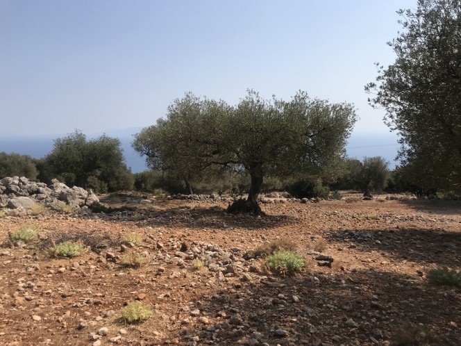 Αγροτεμάχια 2.734 τ.μ. πρός πώληση, Ν. Κεφαλονιάς, Κεφαλονιά