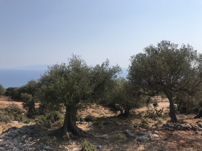 Αγροτεμάχια 2.734 τ.μ. πρός πώληση, Ν. Κεφαλονιάς, Κεφαλονιά