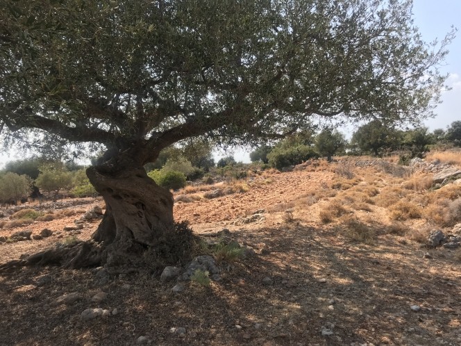 Αγροτεμάχια 2.734 τ.μ. πρός πώληση, Ν. Κεφαλονιάς, Κεφαλονιά