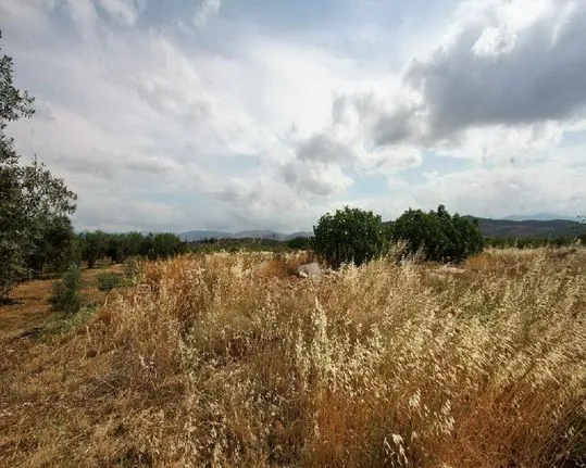 Οικόπεδο 8.800 τ.μ. για πώληση, Αργολίδα, Νέα Τίρυνθα