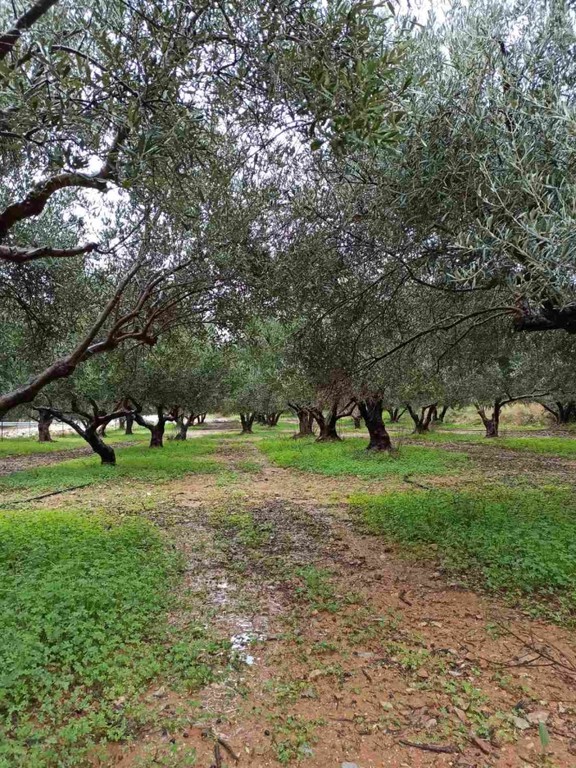 Οικόπεδο 2.500 τ.μ. πρός πώληση, Ν. Ηρακλείου, Χερσόνησος