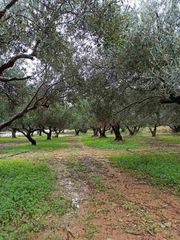 Οικόπεδο 2.500 τ.μ. για πώληση