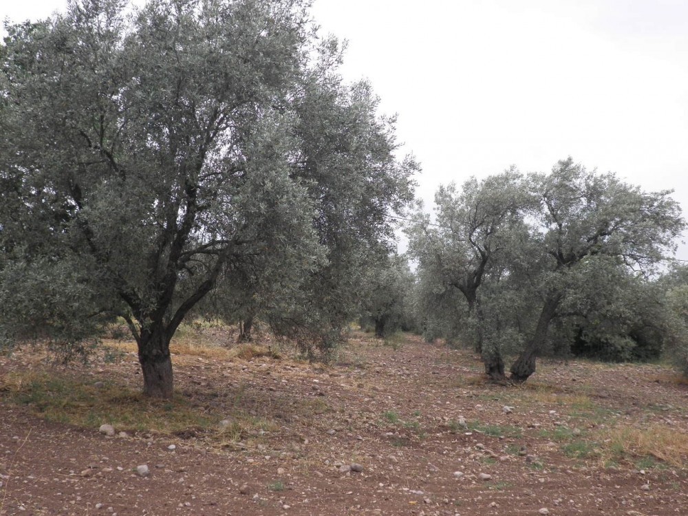 Αγροτεμάχια 2.000 τ.μ. πρός πώληση, Φθιώτιδας, Εχιναίων