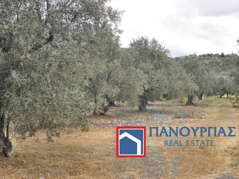 Αγροτεμάχια 2.000 τ.μ. πρός πώληση, Φθιώτιδας, Εχιναίων