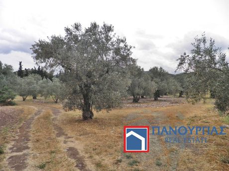 Οικόπεδο 2.000τ.μ. για πώληση-Αχινός » Παραλία αχινού