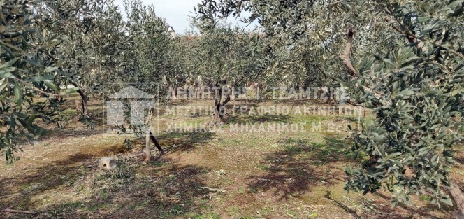 Οικόπεδο 742 τ.μ. πρός πώληση, Μαγνησία, Αλμυρός