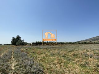 Αγροτεμάχια 1.000 τ.μ. για πώληση