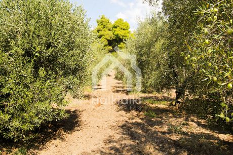 Αγροτεμάχια 16.728τ.μ. για πώληση-Σιθωνία » Παρθενώνας