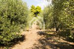 Parcel 16.728sqm for sale-Sithonia » Parthenonas