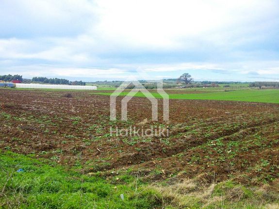 Αγροτεμάχια 4.000 τ.μ. για πώληση, Χαλκιδική, Κασσάνδρα