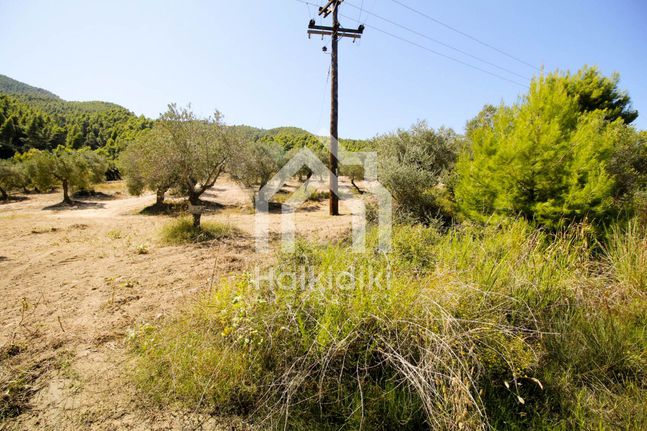 Αγροτεμάχια 12.086 τ.μ. για πώληση, Χαλκιδική, Σιθωνία