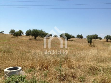 Αγροτεμάχια 14.000τ.μ. για πώληση-Κασσάνδρα » Κασσανδρηνό