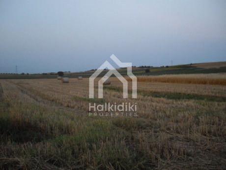 Αγροτεμάχια 5.000τ.μ. για πώληση-Κασσάνδρα » Κασσανδρηνό