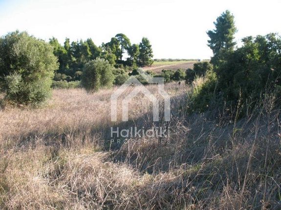 Αγροτεμάχια 6.000 τ.μ. για πώληση, Χαλκιδική, Κασσάνδρα