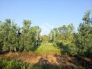 Parcel 2.625sqm for sale-Triglia » Nea Triglia