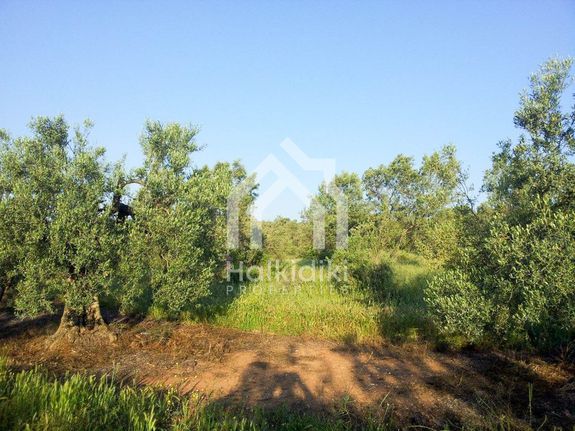 Αγροτεμάχια 2.625 τ.μ. για πώληση, Χαλκιδική, Τριγλία