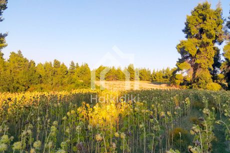 Αγροτεμάχια 5.250τ.μ. για πώληση-Κασσάνδρα » Κασσανδρηνό