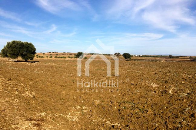 Αγροτεμάχια 8.100 τ.μ. για πώληση, Χαλκιδική, Κασσάνδρα