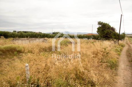 Αγροτεμάχια 2.025 τ.μ. για πώληση