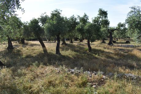 Αγροτεμάχια 4.700τ.μ. για πώληση-Θάσος » Σκάλα καλλιράχης