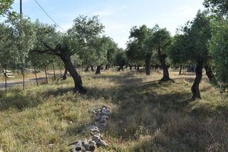Αγροτεμάχια 4.700 τ.μ. προς πώληση, Σκάλα Καλλιράχης-thumb-1