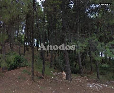 Οικόπεδο 1.800 τ.μ. προς πώληση, Κέντρο Διονύσου