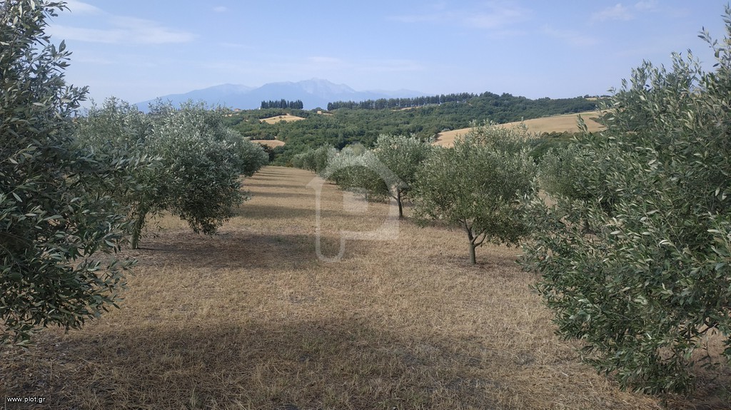 Αγροτεμάχια 6.000 τ.μ. προς πώληση, Νέα Τραπεζούντα