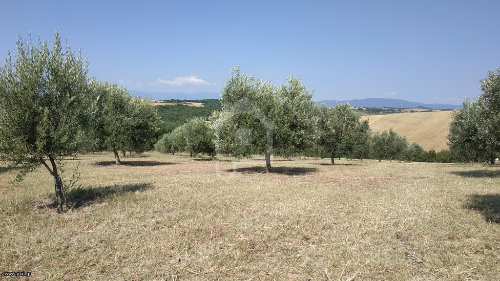 Αγροτεμάχια 6.000 τ.μ. προς πώληση, Νέα Τραπεζούντα