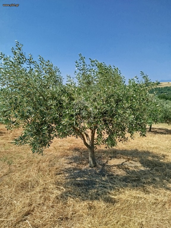 Αγροτεμάχια 6.000 τ.μ. προς πώληση, Νέα Τραπεζούντα