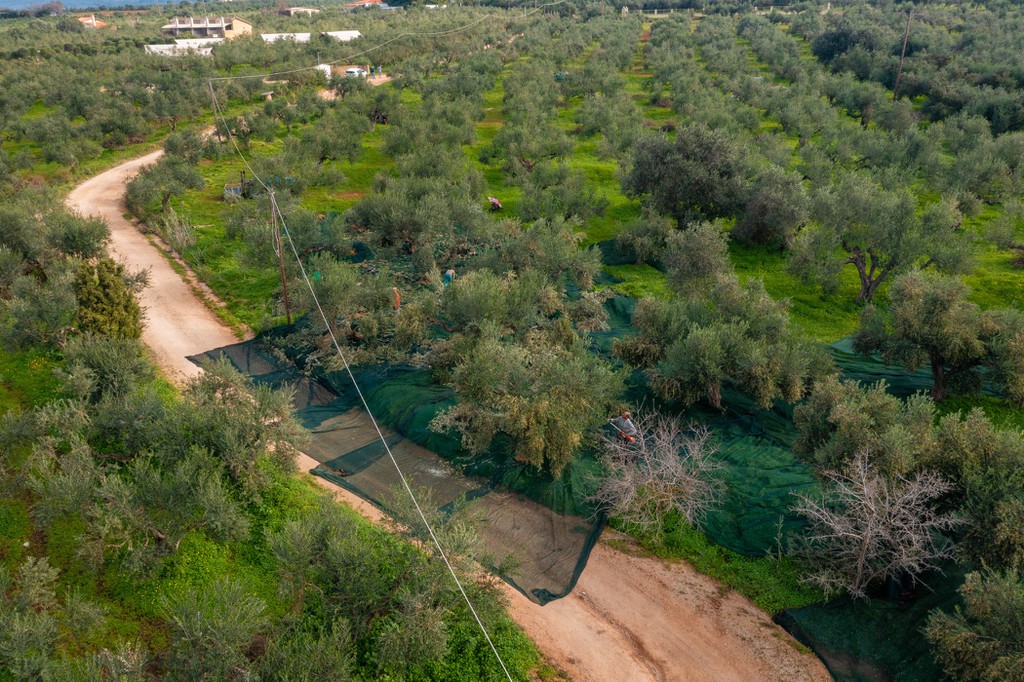Οικόπεδο 10.749 τ.μ. προς πώληση, Μαραθόπολη