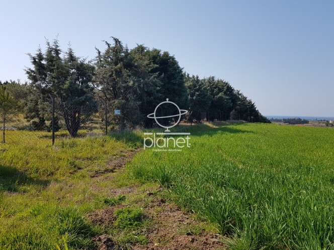 Αγροτεμάχια 6.000 τ.μ. προς πώληση, Κέντρο Επανομής