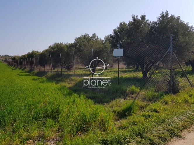 Αγροτεμάχια 6.000 τ.μ. προς πώληση, Κέντρο Επανομής