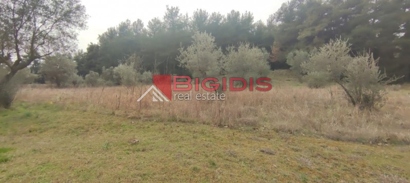 Αγροτεμάχια 13.000 τ.μ. προς πώληση, Μαρμαράς Σερρών