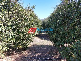 Αγροτεμάχια 13.200 τ.μ. για πώληση, Αργολίδα, Μιδέα-thumb-19