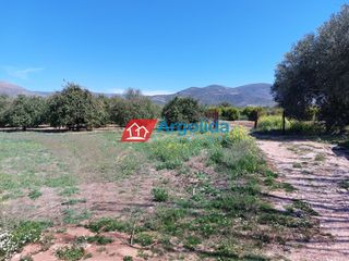 Αγροτεμάχια 13.200 τ.μ. για πώληση, Αργολίδα, Μιδέα-thumb-13