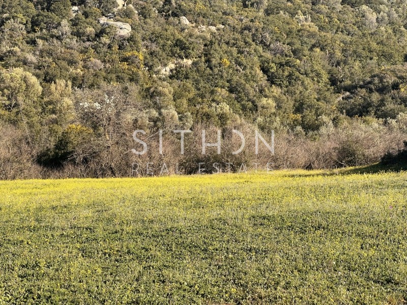 Αγροτεμάχια 4.013 τ.μ. προς πώληση, Συκιά Τορώνης