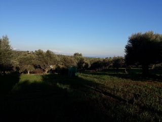 Αγροτεμάχια 5.050 τ.μ. για πώληση