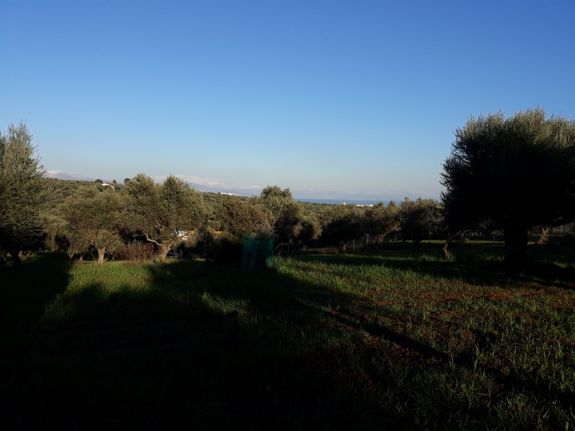 Αγροτεμάχια 5.050 τ.μ. για πώληση, Αχαΐα, Αίγιο