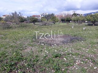 Αγροτεμάχια 4.100 τ.μ. για πώληση, Αχαΐα, Ρίο-thumb-23