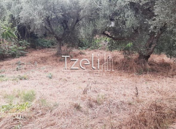 Οικόπεδο 2.001 τ.μ. για πώληση, Αχαΐα, Ωλένια