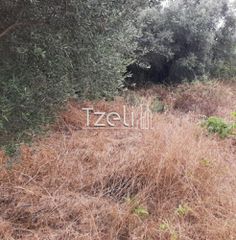 Οικόπεδο 2.001 τ.μ. για πώληση, Αχαΐα, Ωλένια-thumb-19