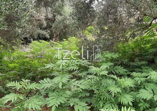 Οικόπεδο 2.001 τ.μ. για πώληση, Αχαΐα, Ωλένια-thumb-21