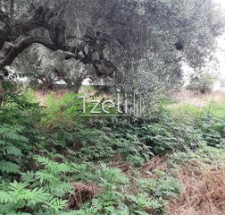 Οικόπεδο 2.001 τ.μ. για πώληση, Αχαΐα, Ωλένια-thumb-9