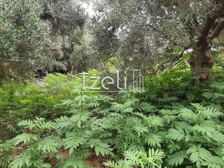 Οικόπεδο 2.001 τ.μ. για πώληση, Αχαΐα, Ωλένια-thumb-17
