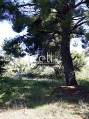 Οικόπεδο 1.486 τ.μ. για πώληση, Αχαΐα, Ρίο-thumb-12